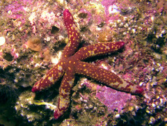 Linckia columbiae
