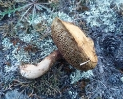 Suillus viscidus