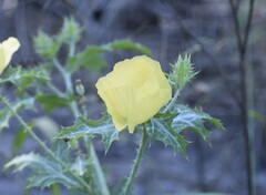 Argemone aenea