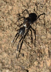 Liophrurillus flavitarsis
