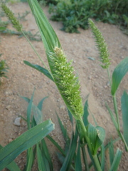 Setaria adhaerens