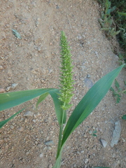 Setaria adhaerens