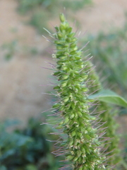 Setaria adhaerens
