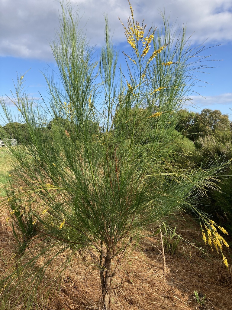 native broom from Hafey Way, Langwarrin, VIC, AU on January 05, 2023 at ...