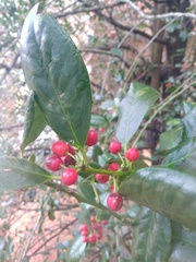 Ilex cornuta