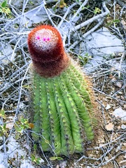 Melocactus intortus