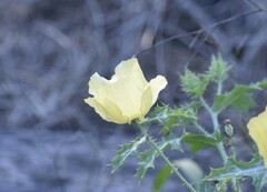 Argemone aenea