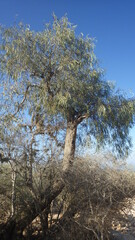 Boscia longifolia image