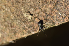 Liophrurillus flavitarsis