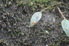 Lepanthes rupestris