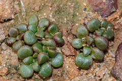 Dudleya brevifolia