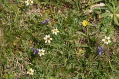 Lupinus bracteolaris
