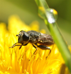 Asemosyrphus mexicanus