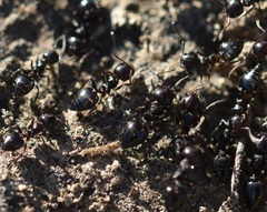 Crematogaster auberti