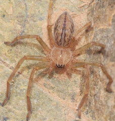 Eusparassus levantinus