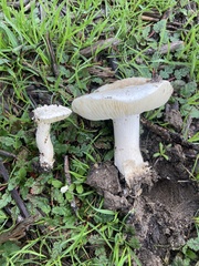 Amanita magniverrucata