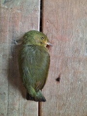 Ceratopipra mentalis