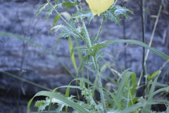Argemone aenea