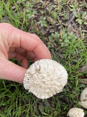 Amanita magniverrucata