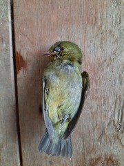 Ceratopipra mentalis