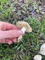 Amanita magniverrucata
