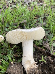 Amanita magniverrucata