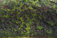 Diatrype disciformis