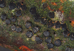 Diatrype disciformis