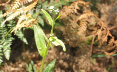 Pteridium esculentum