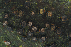 Diatrype disciformis