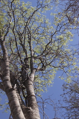 Boscia madagascariensis