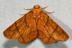 Periclina