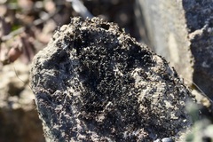 Crematogaster auberti