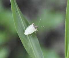 Arvelius albopunctatus