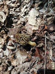 Morchella diminutiva
