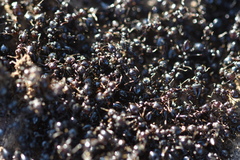 Crematogaster auberti