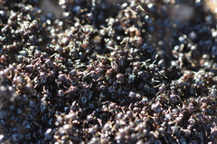 Crematogaster auberti