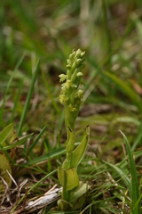 Habenaria parviflora