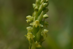 Habenaria parviflora