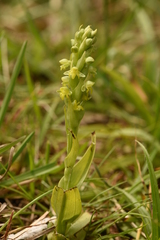Habenaria parviflora