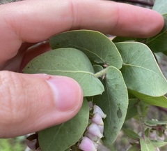 Arctostaphylos pallida