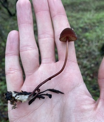 Marasmius plicatulus