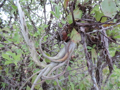 Tillandsia paucifolia
