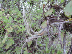 Tillandsia paucifolia
