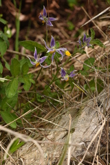 Solanum commersonii