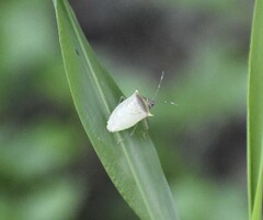 Arvelius albopunctatus