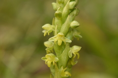 Habenaria parviflora