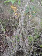 Tillandsia paucifolia