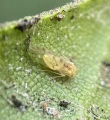 Trichopsocus