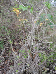 Tillandsia paucifolia